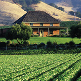 Talley adobe and crops