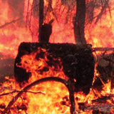 HEAT SOURCE: The fire-management technique of prescribed burns are tested at Blodgett Research Forest. PHOTO: Scott Stephens