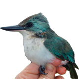 ISLAND TIME: Graduate student <strong>Erica Spotswood’s</strong> research investigates how the introduction of non-native fruit-eating animals, like this Tahiti kingfisher, and fruit-bearing plants on oceanic islands has altered seed dispersal relationships between birds and plants. PHOTO: Erica Spotswood