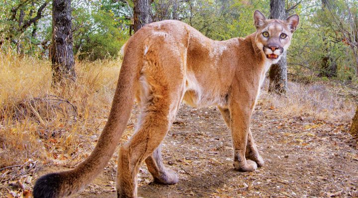 A mountain lion looking straight at the camera