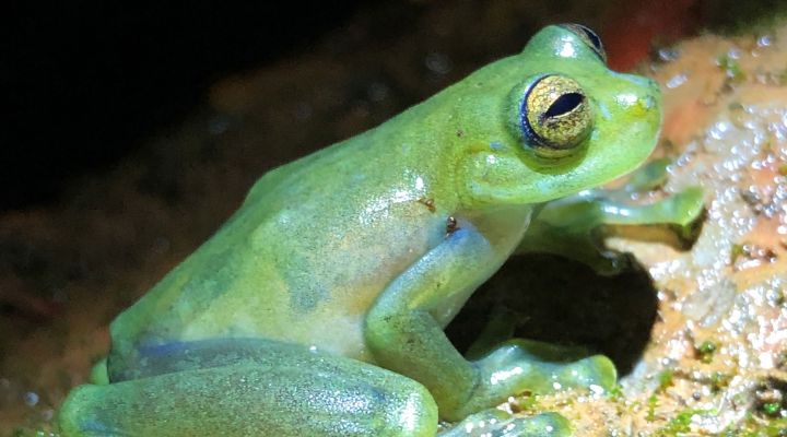 A green frog