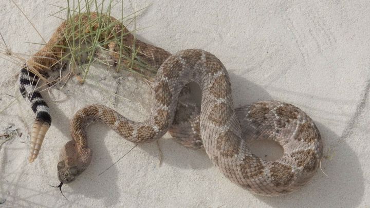 A rattlesnake on white sand