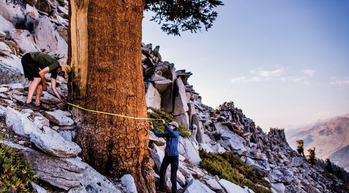 Researchers measuring a tree in the Sierra Nevada