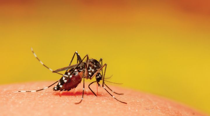 A mosquito with a bright yellow background