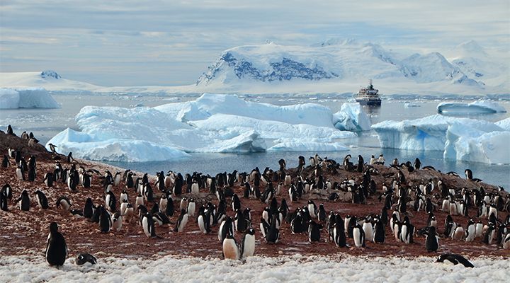 penguins on an iceberg