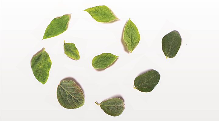 soybean leaves arranged in a spiral