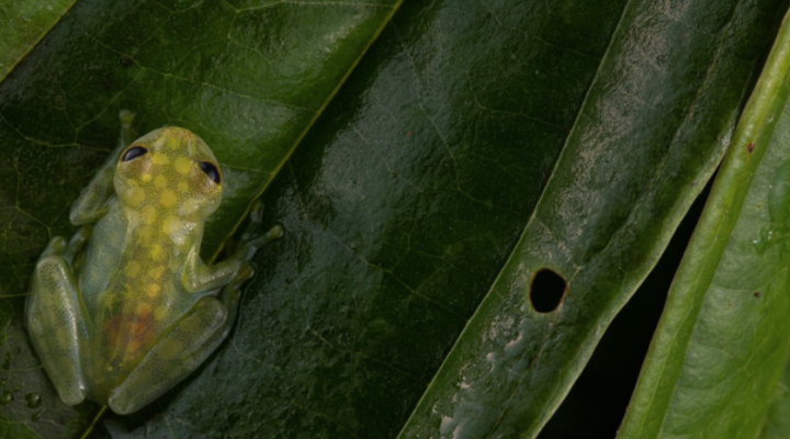 A small green frog on a leaf