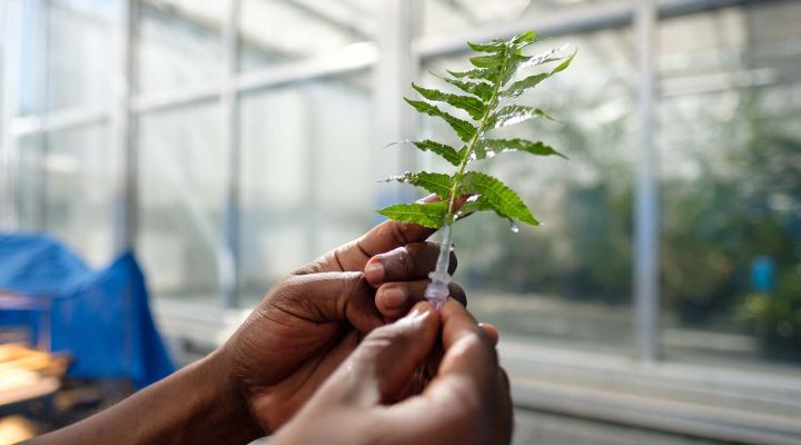 A pair of hands holding a leaf in a research setting