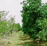 Water scarcity is becoming a major obstacle to meeting growing food demand in semiarid regions of the world. One solution is to reuse treated urban wastewater for irrigation. However, these wastewaters often contain high concentrations of salts that can cause soil degradation. <strong>Garrison Sposito</strong>, ESPM professor, is collaborating with UC Cooperative Extension researchers and other scientists to develop new water-quality guidelines to increase the sustainable use of wastewaters for irrigation. <cite>Australia, Israel, California</cite> PHOTO: Garrison Sposito