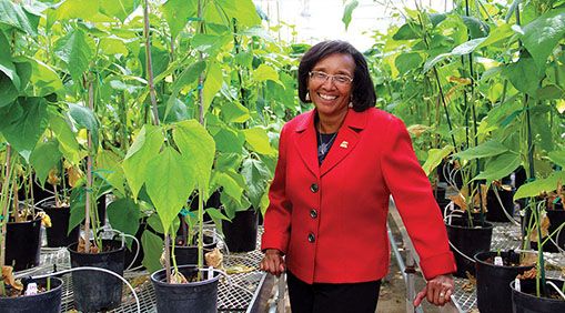 Dillard, a plant pathologist, feels at home in the UC Davis greenhouse. PHOTO: Molly Oleson