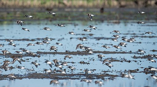 A dunlin flock in rice fields near Colusa, California. PHOTO: Drew Kelly, courtesy of TNC