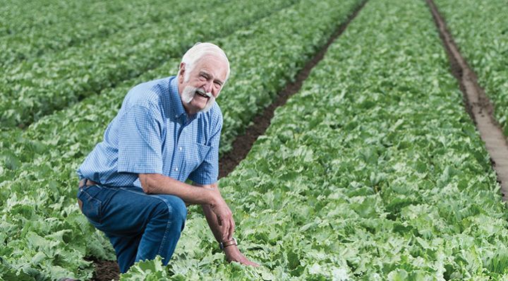 Jim Lugg in a lettuce field