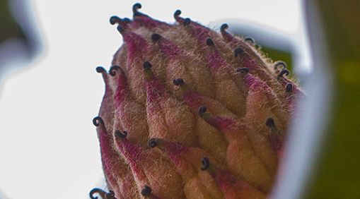 This southern magnolia, located adjacent to Sproul Hall, is one of 16 distinctive campus trees featured on the new “Tall Tree Tales of Cal” audio tour, launched this spring. Originally developed by the forestry program and led by forestry students.