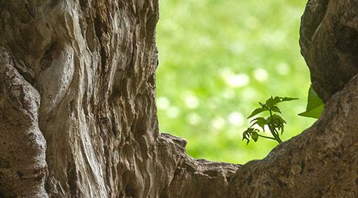 An up-close-and-personal look at Faculty Glade’s iconic California buckeye.