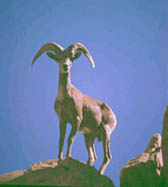 Bighorn.jpg