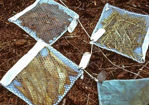 bags of leaf litter