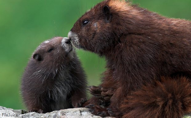 marmots.jpg